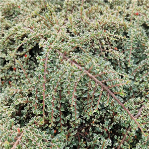 Cotoneaster horizontalis Variegata