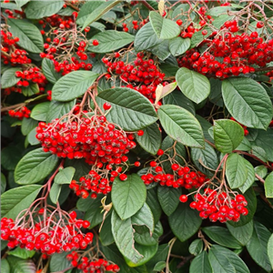 Cotoneaster lacteus