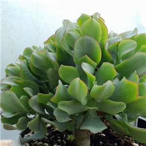 Crassula arborescens Silver Dollar plant