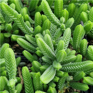 Crassula muscosa