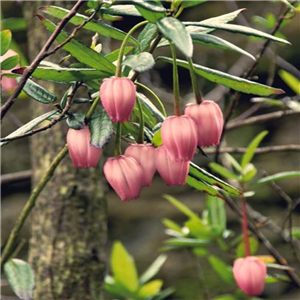 Crinodendron hookerianum Ada Hoffman