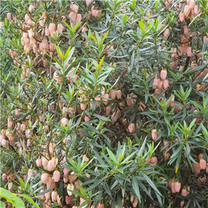 Crinodendron hookerianum Ada Hoffman