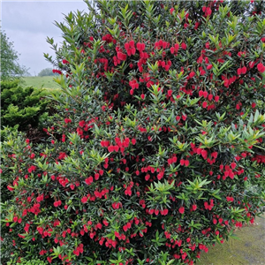 Crinodendron hookerianum