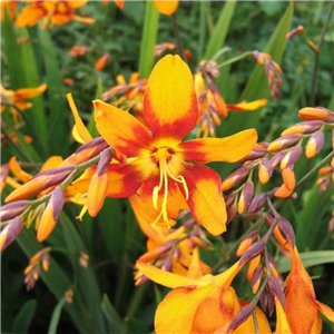 Crocosmia crocosmiiflora Emily McKenzie