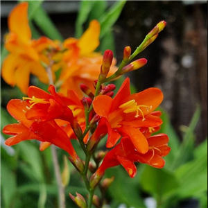 Crocosmia Fire King