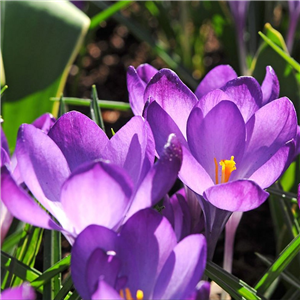 Crocus tommasinianus Barrs Purple Loose  per 10 bulbs.