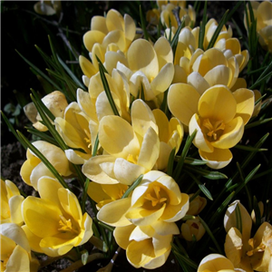 Crocus Romance Loose per 10 bulbs