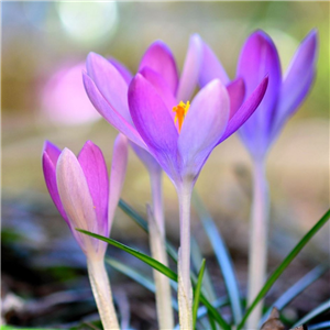 Crocus Whitewell Purple