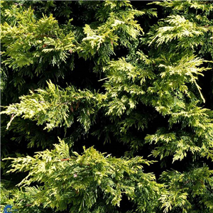 Cupressocyparis leylandii Excalibur Gold