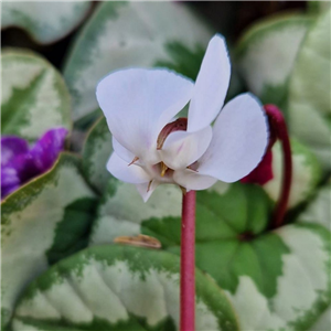 Cyclamen coum Alba