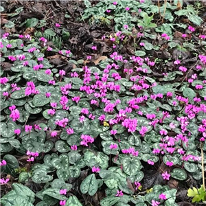 Cyclamen coum Mixed