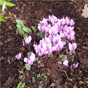 Cyclamen hederifolium