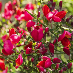 Cytisus Boskoop Ruby