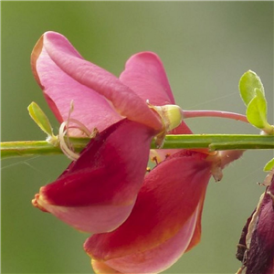 Cytisus Dewy