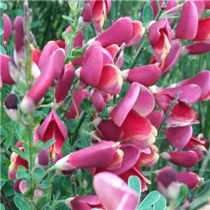 Cytisus Goldfinch