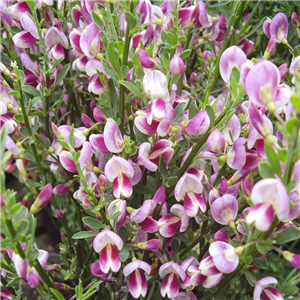 Cytisus Zeelandia