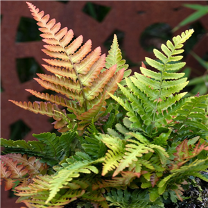 Dryopteris erythrosora Compacta