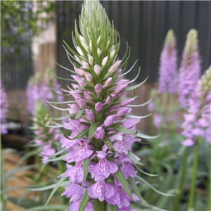 Dactylorhiza maculata (we think)