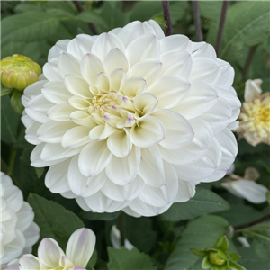 Dahlia tuber Free Thought Pre-pack