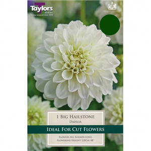 Dahlia tuber Big Hailstone Pre-pack