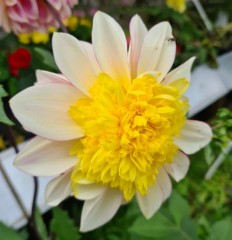 Dahlia Boogie Woogie