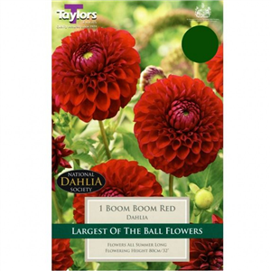 Dahlia tuber Boom Boom Red Pre-pack