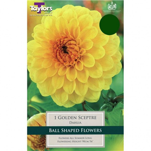 Dahlia tuber Golden Sceptre Pre-pack