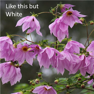 Dahlia imperialis Alba