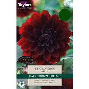 Dahlia tuber Karma Choc Pre-pack