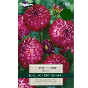 Dahlia tuber Little Robert Pre-pack