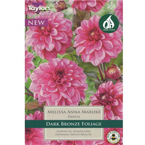 Dahlia tuber Melissa Anna Marijke Pre-pack