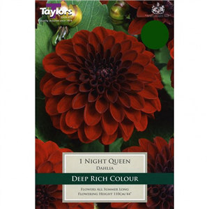 Dahlia tuber Night Queen Tuber Pre-pack