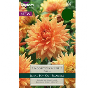 Dahlia tuber Noordwijks Glorie Pre-pack