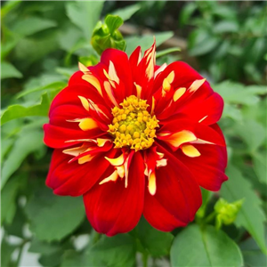 Dahlia Pooh