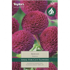 Dahlia tuber Rocco Pre-pack