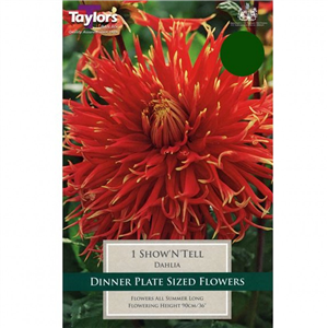 Dahlia tuber Show N Tell Pre-pack