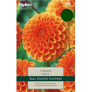 Dahlia tuber Sylvia Pre-pack