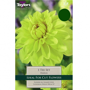 Dahlia tuber Tee Set Pre-pack