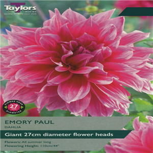 Dahlia tuber Emory Paul Pre-pack