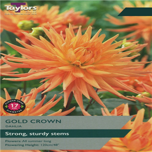 Dahlia tuber Gold Crown Pre-pack