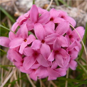 Daphne Eternal Pink Fragrance