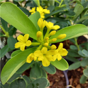 Daphne gemmata Royal crown