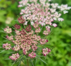 Daucus carota Burgundy Top