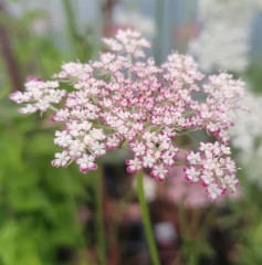 Daucus carota Burgundy Top