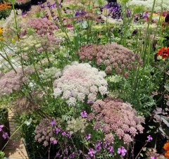 Daucus carota Burgundy Top