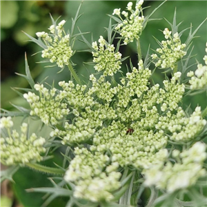 Daucus carota ssp. maximus