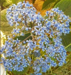 Deinanthe caerulea Blue Wonder