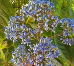 Deinanthe caerulea Blue Wonder