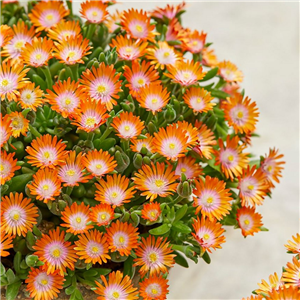 Delosperma Ice Cream Orange