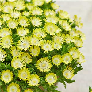 Delosperma Ice Cream Yellow